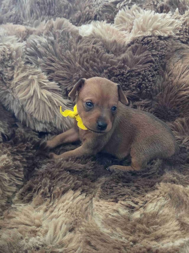 Miniature Pinscher Puppies media 6
