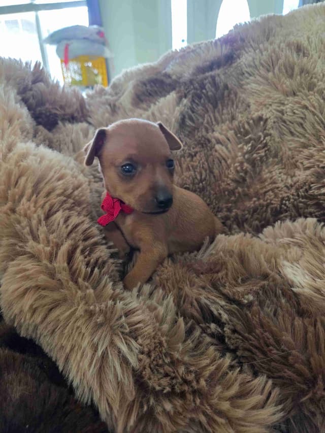 Miniature Pinscher Puppies media 7