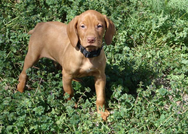 Vizsla Puppies media 2