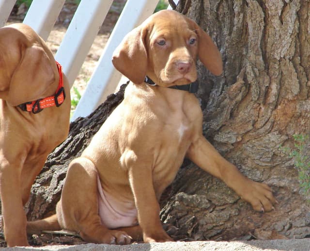 Vizsla Puppies media 3