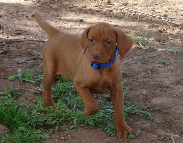 Vizsla Puppies media 4