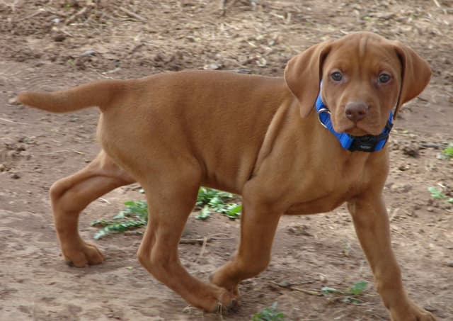 Vizsla Puppies media 5
