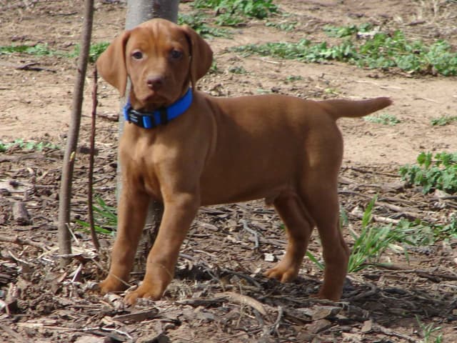 Vizsla Puppies media 6