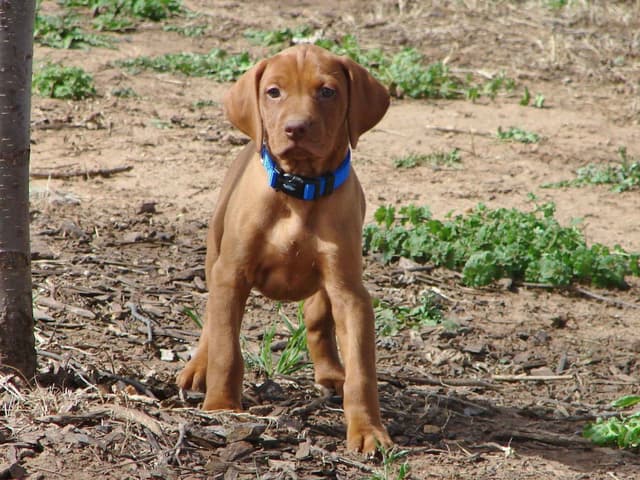 Vizsla Puppies media 7