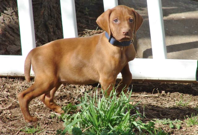 Vizsla Puppies media 8