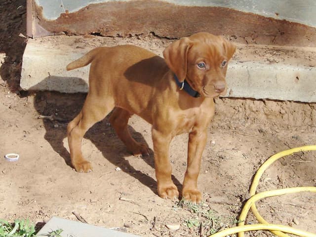 Vizsla Puppies media 10