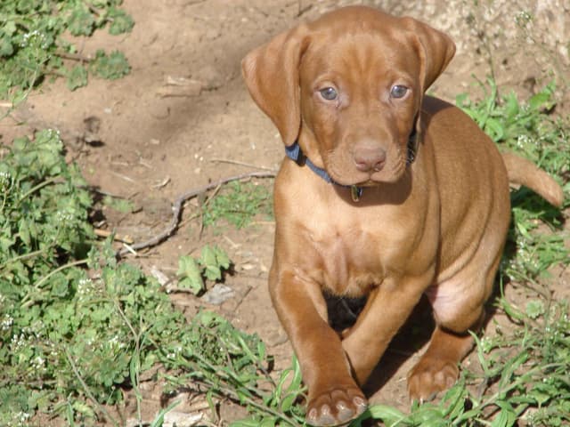 Vizsla Puppies media 11