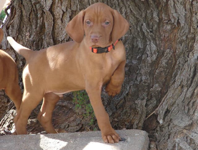 Vizsla Puppies media 13