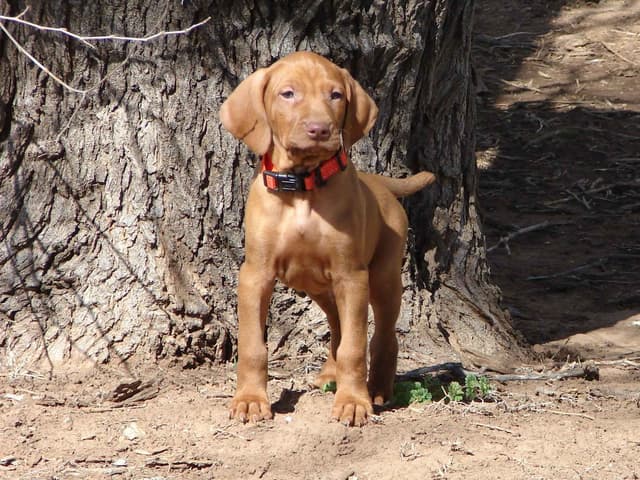 Vizsla Puppies media 14