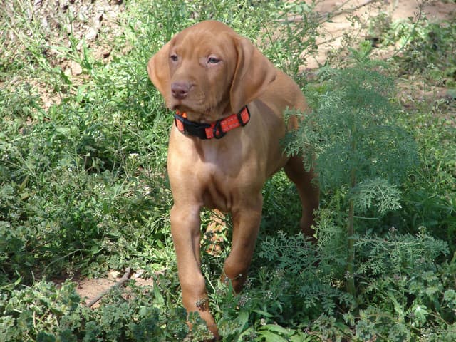 Vizsla Puppies media 15