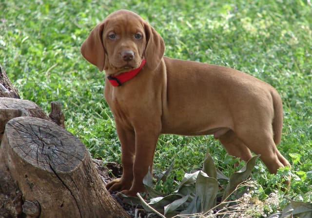 Vizsla Puppies media 16