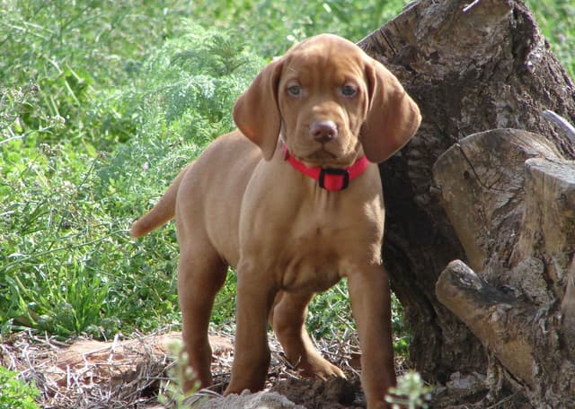 Vizsla Puppies media 17