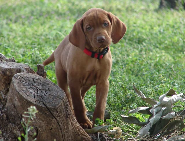 Vizsla Puppies media 18