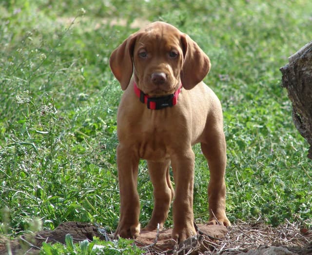 Vizsla Puppies media 19
