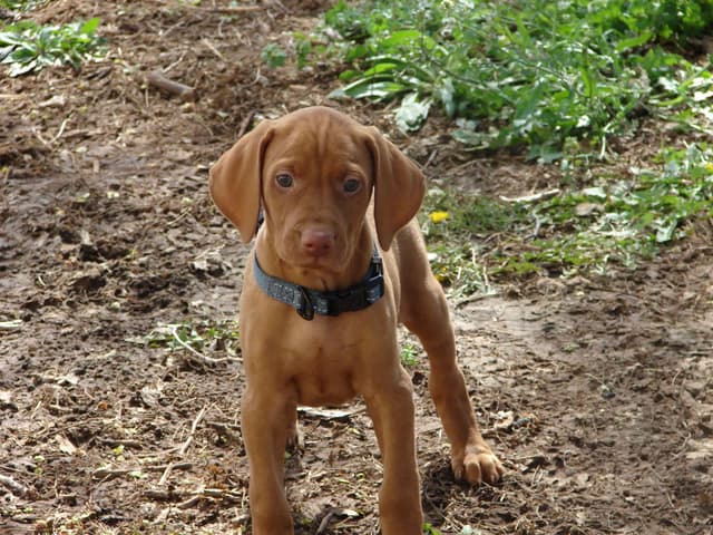 Vizsla Puppies media 20