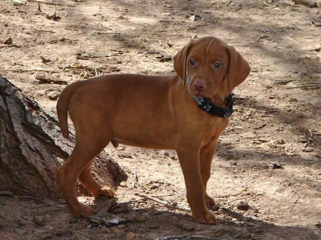 Vizsla Puppies media 21