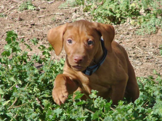 Vizsla Puppies media 22