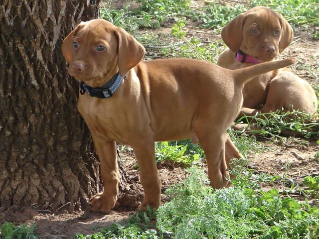 Vizsla Puppies media 23