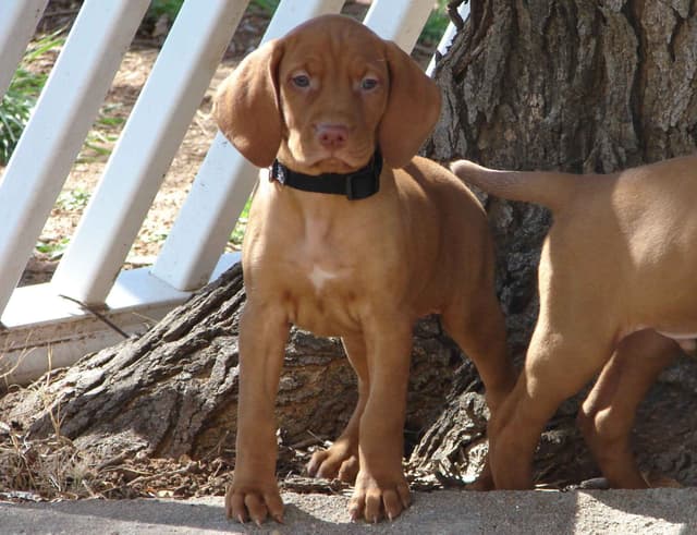 Vizsla Puppies media 24