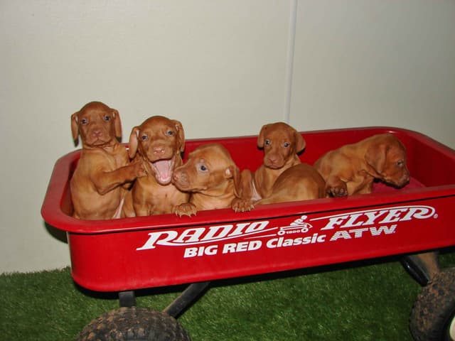 Vizsla Puppies media 3