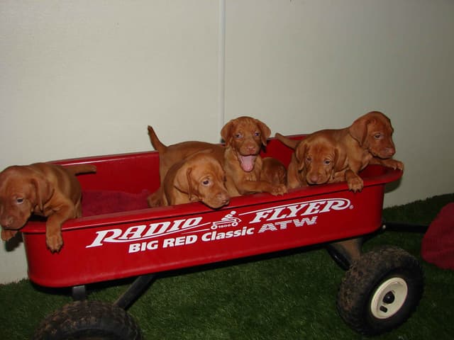 Vizsla Puppies media 5