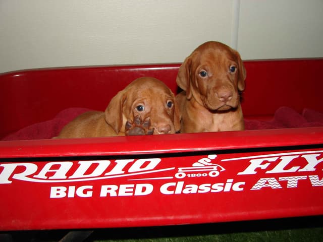 Vizsla Puppies media 6