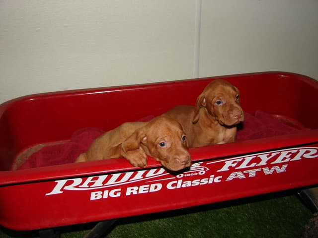 Vizsla Puppies media 7