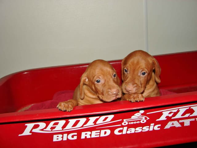 Vizsla Puppies media 8