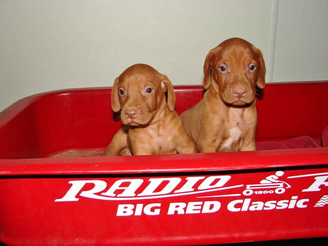 Vizsla Puppies media 9