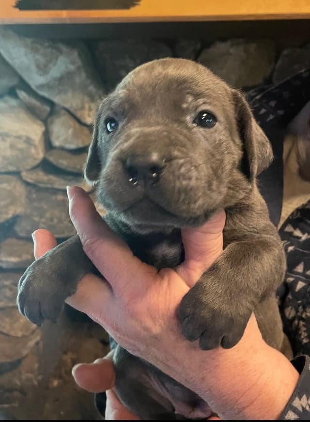 Cane Corso Puppies media 2
