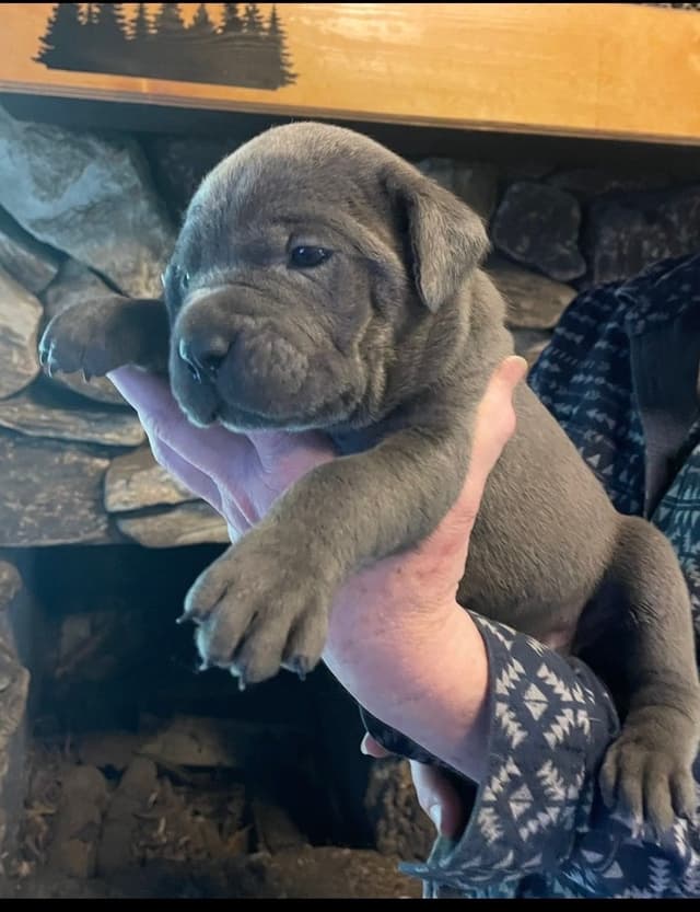 Cane Corso Puppies media 3