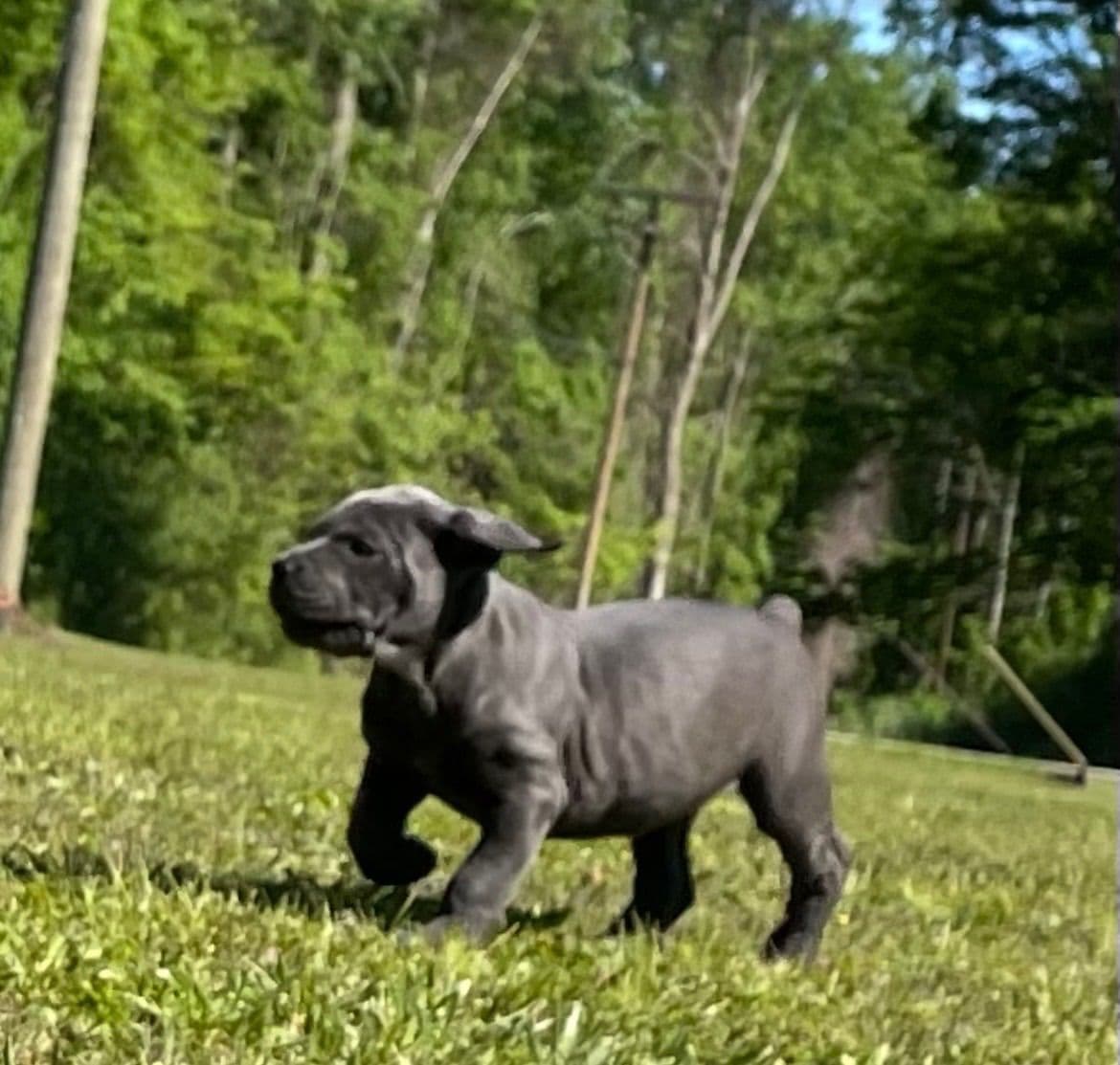 Cane Corso Puppies breeder image 1