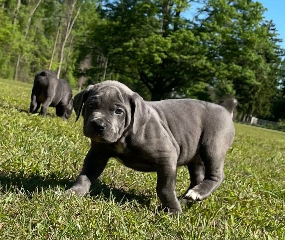 Cane Corso Puppies breeder image 3