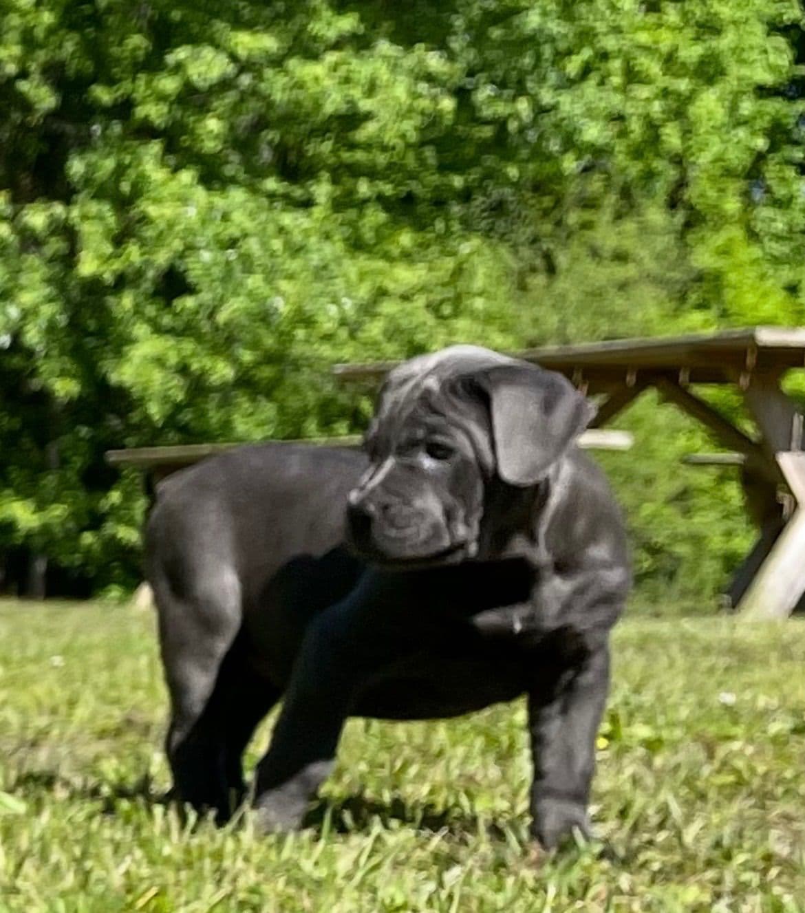Cane Corso Puppies breeder image 5