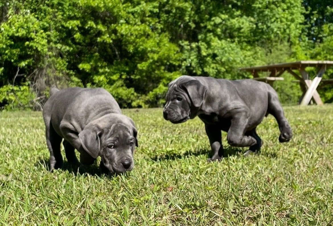 Cane Corso Puppies breeder image 7