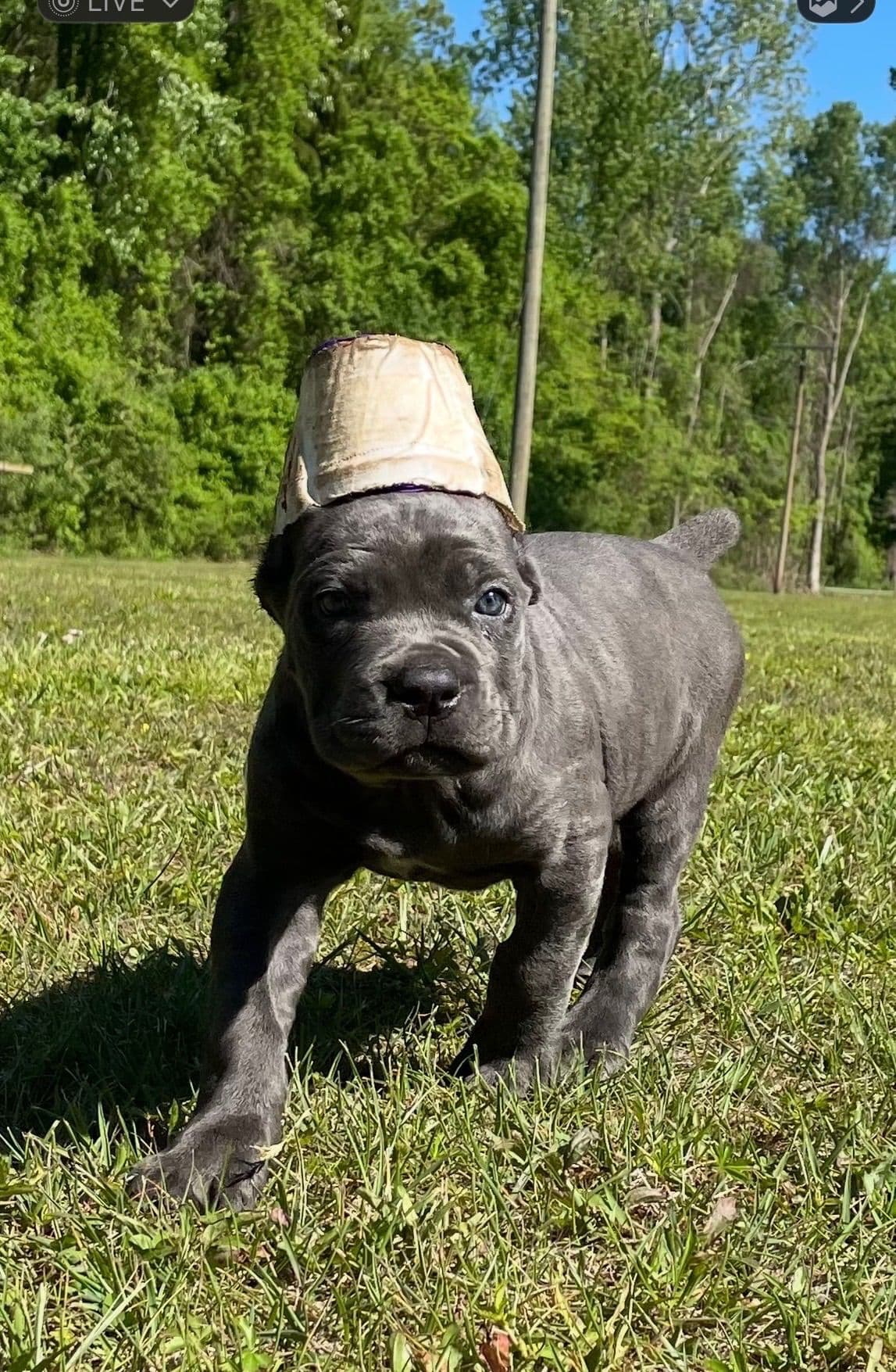 Cane Corso Puppies breeder image 8