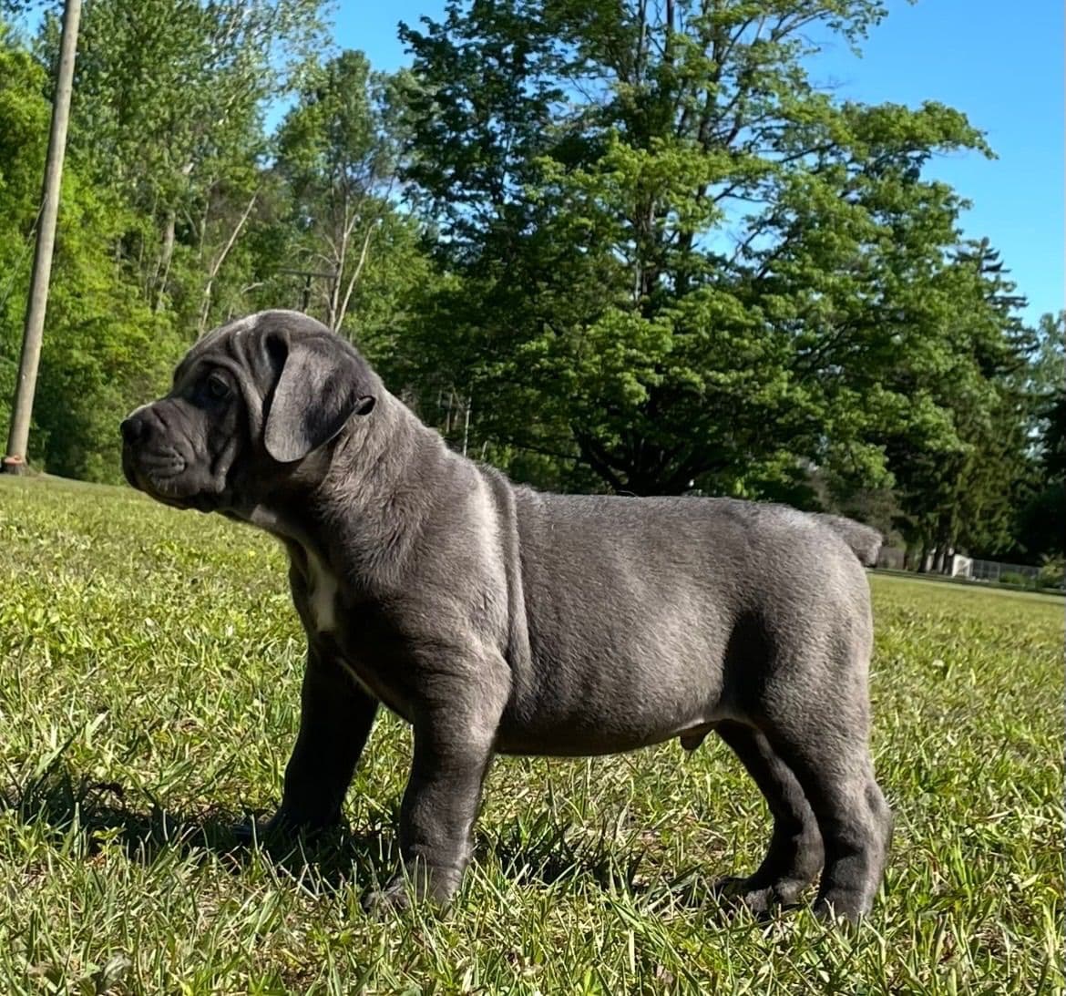 Cane Corso Puppies breeder image 9