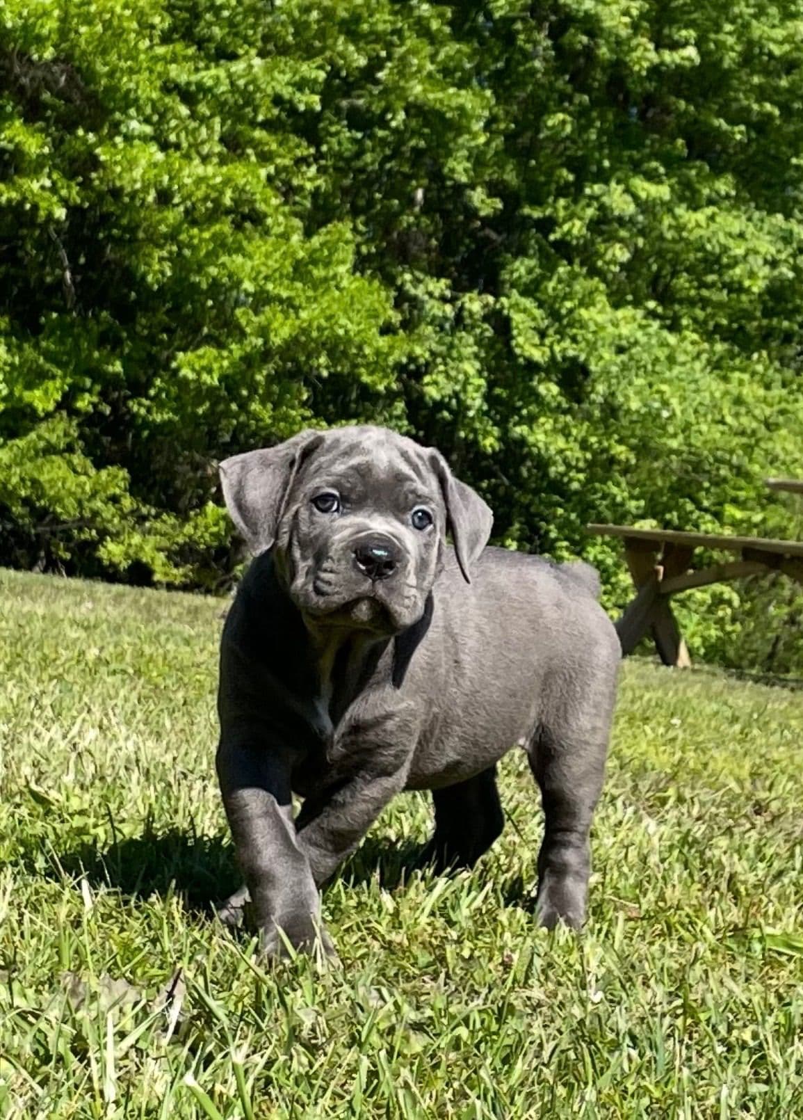 Cane Corso Puppies breeder image 10