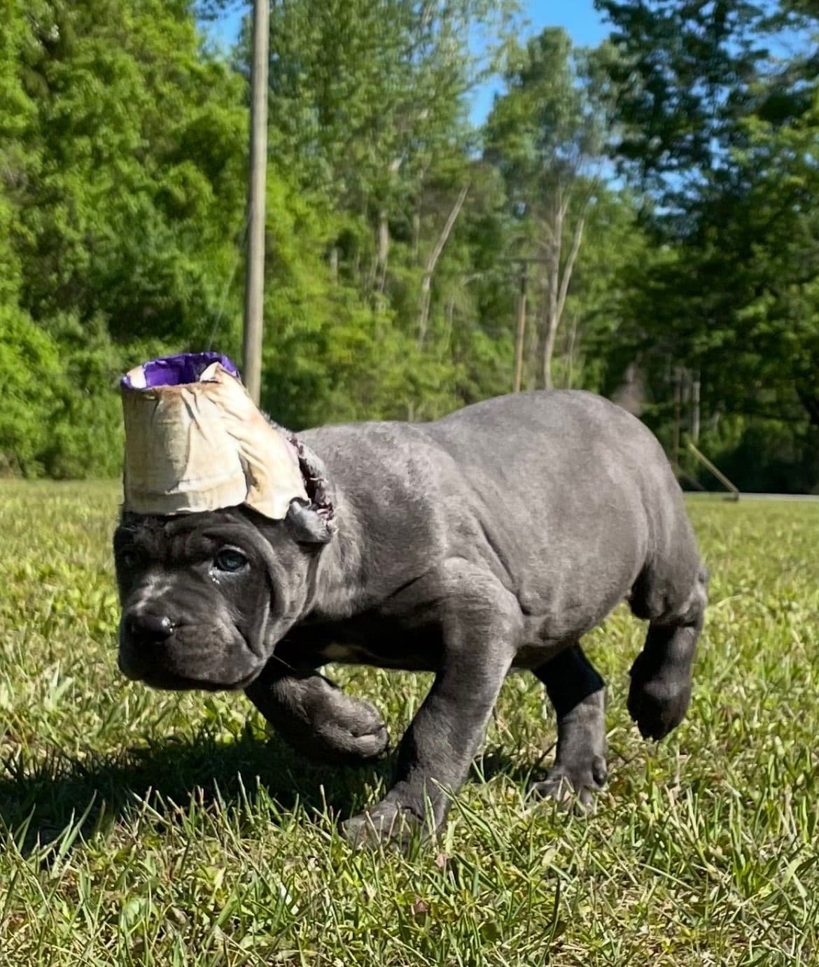 Cane Corso Puppies breeder image 12