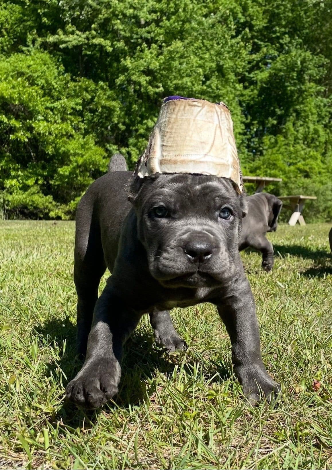 Cane Corso Puppies breeder image 11
