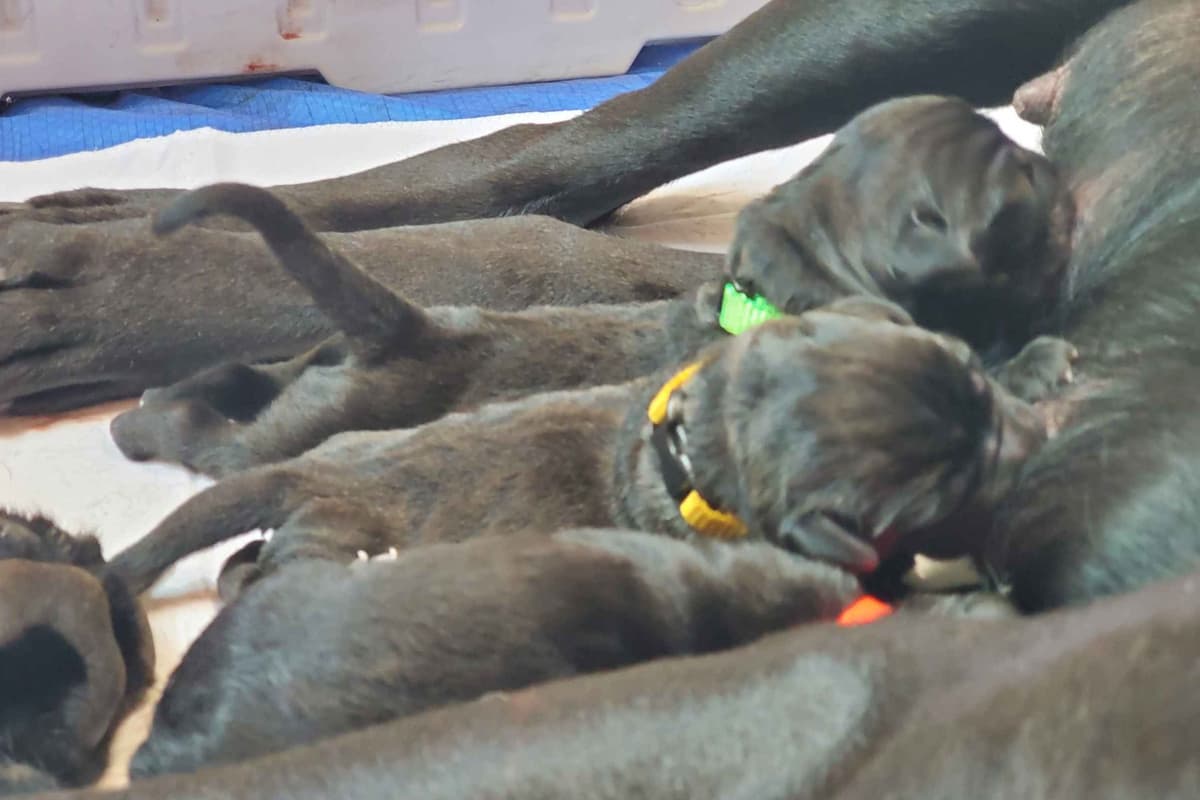 Cane Corso Puppies breeder image 3