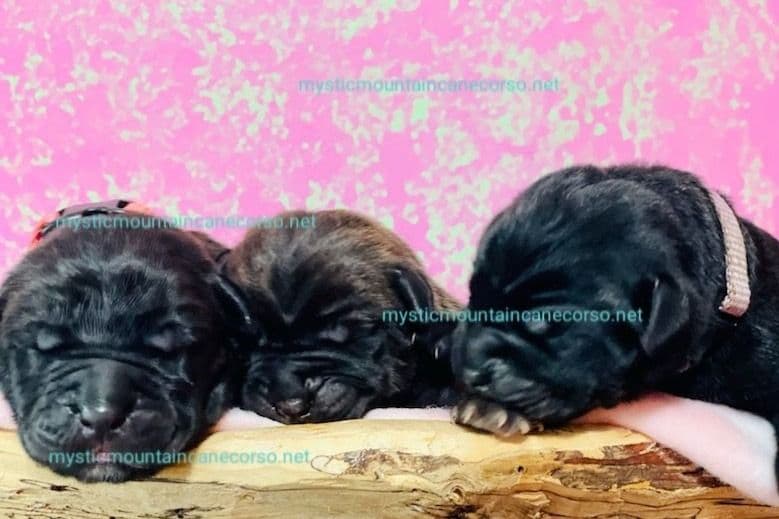 Cane Corso Puppies breeder image 5