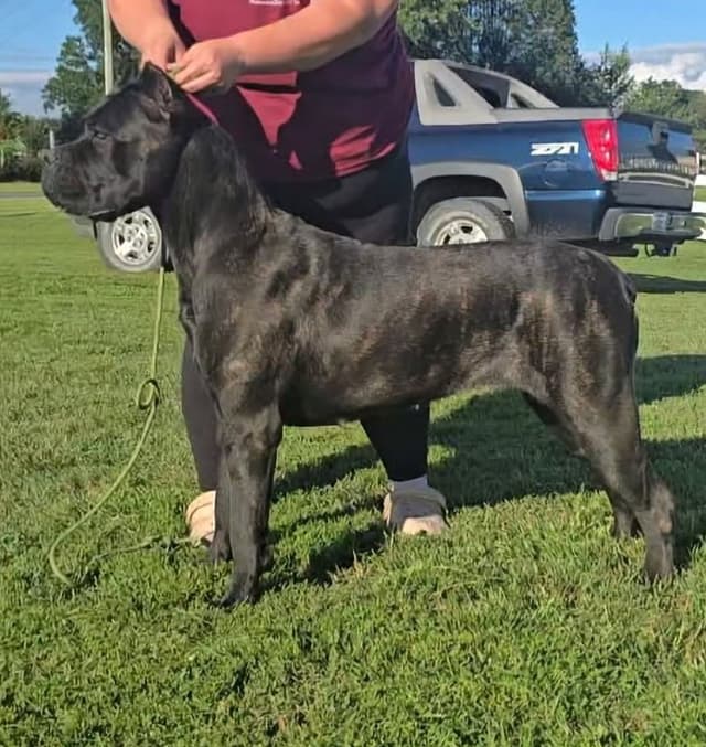 Cane Corso Puppies media 2