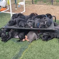 Cane Corso Puppies media 3