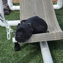 Cane Corso Puppies media 4