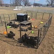 Cane Corso Puppies media 5