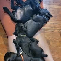 Cane Corso Puppies media 6