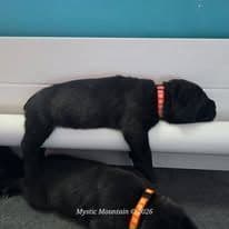 Cane Corso Puppies media 8