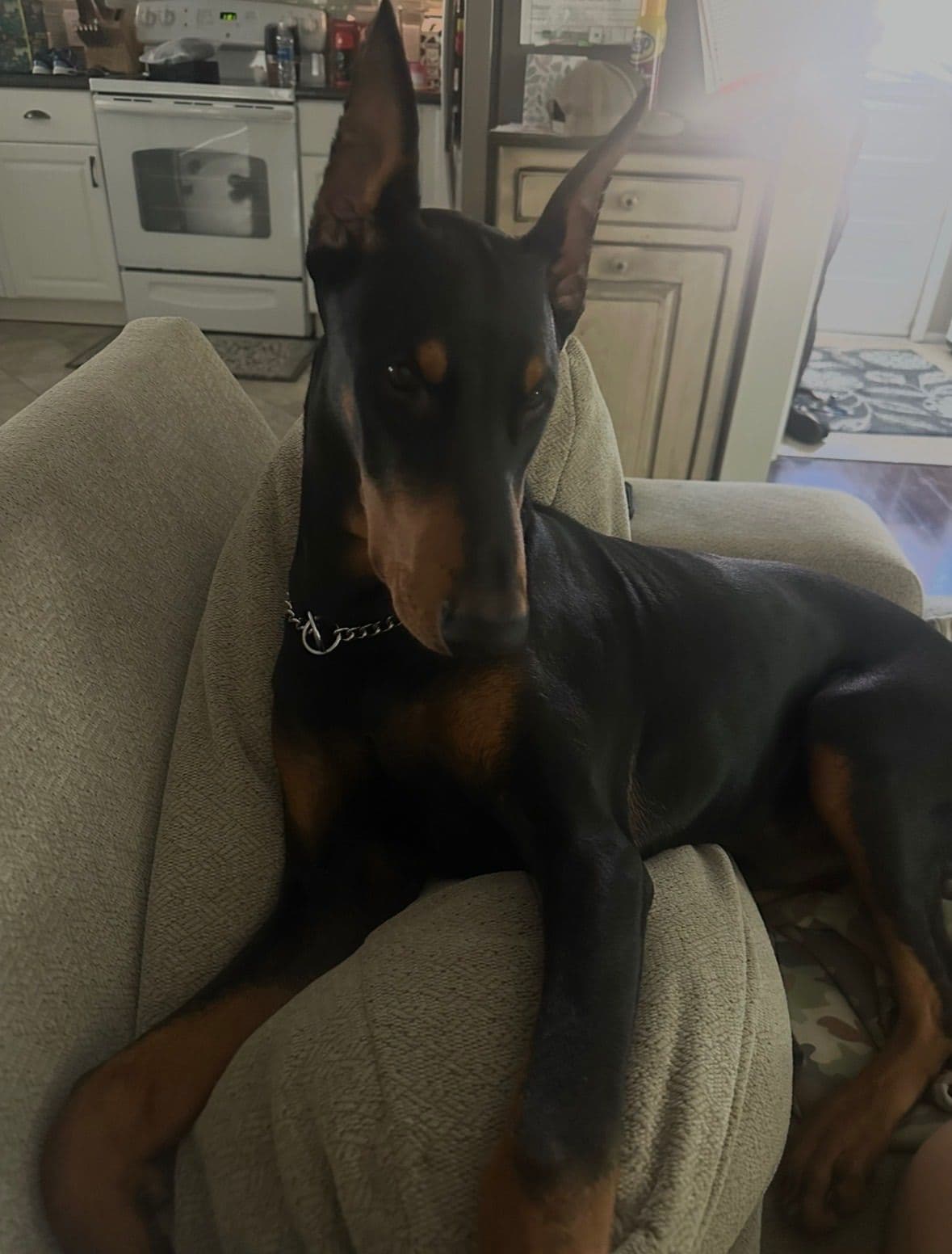 Doberman Pinscher Puppies breeder image 1