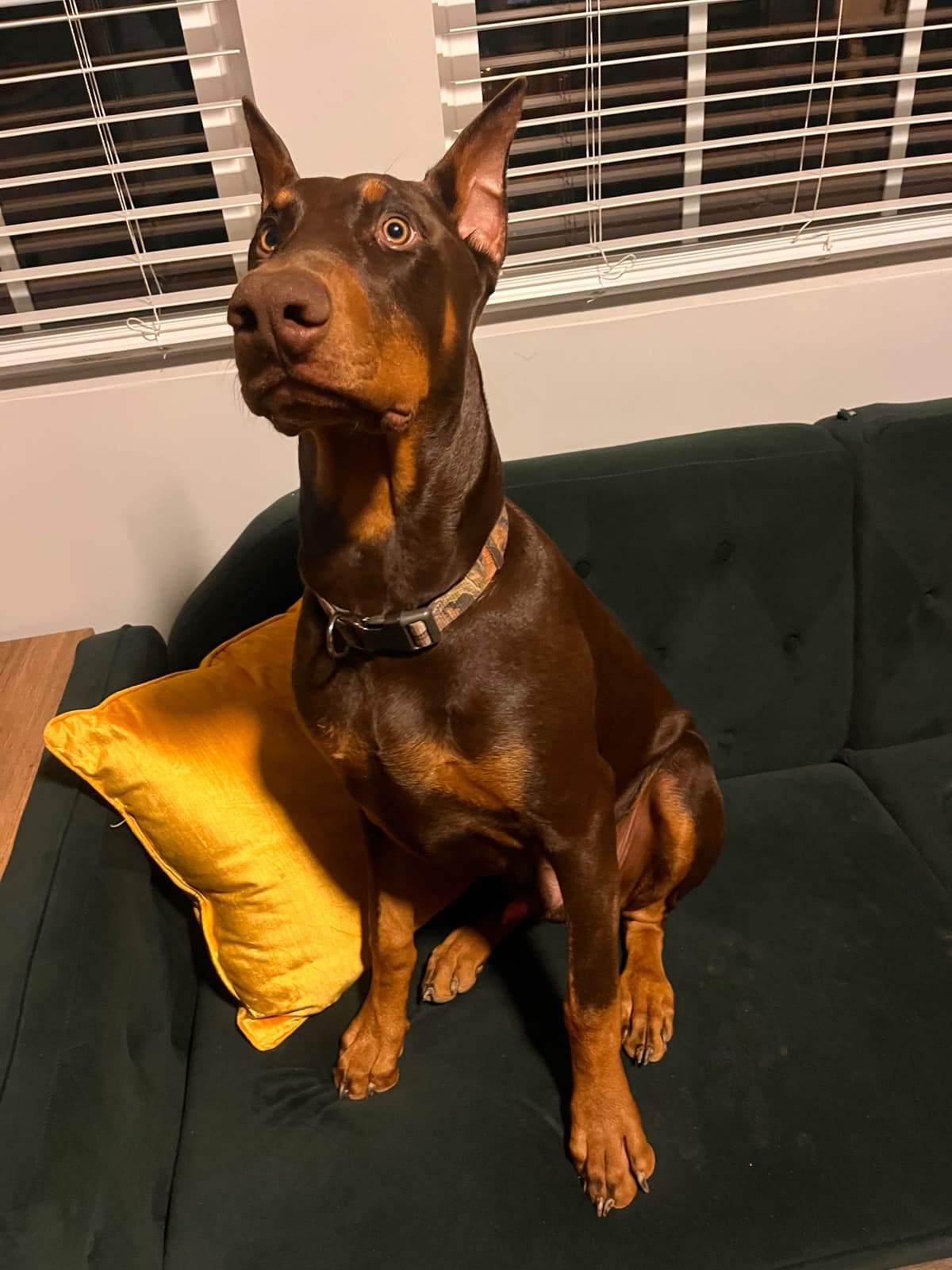 Doberman Pinscher Puppies breeder image 3